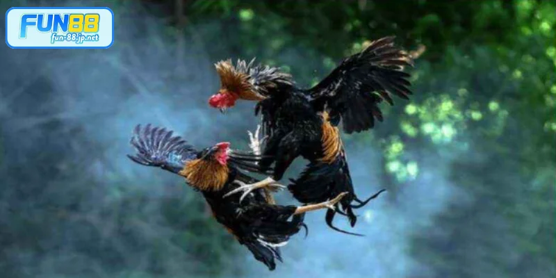 3 loại hình đá gà FUN88 đặc sắc không nên bỏ lỡ