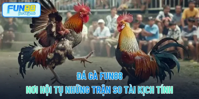 Đá Gà FUN88 - Nơi Hội Tụ Những Trận So Tài Kịch Tính