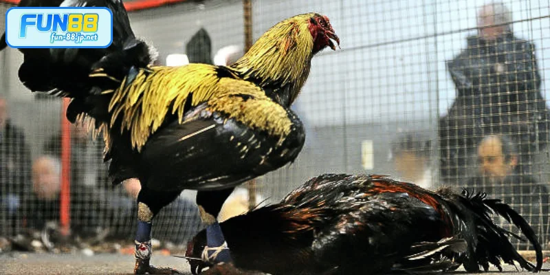 Đôi nét về đá gà FUN88
