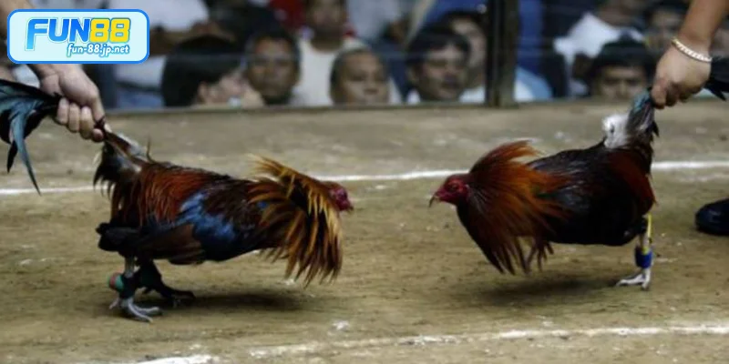 Ưu điểm nổi bật chuyên mục đá gà thu hút hội viên FUN88